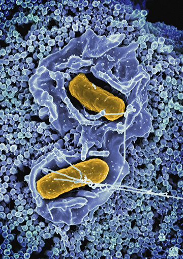 Imagen de Un jardín dentro de nosotros