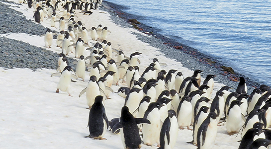 Imagen de Pingüinos en un mundo que cambia