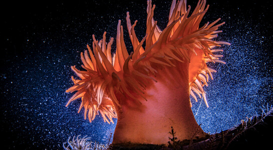 Imagen de Sinfonía de los mares
